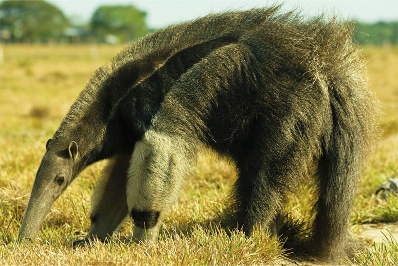 Oso Palmero